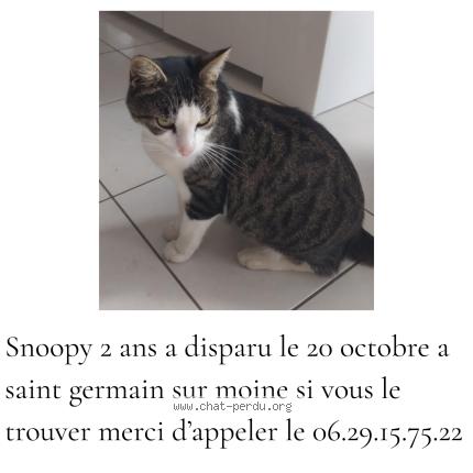 Foto 1/1 Snoopy Chat perdido en Saint germain sur moine