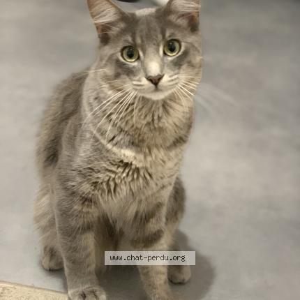 Foto 2/2 Milo Chat perdido en Nantes