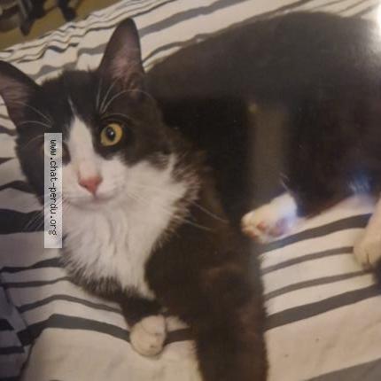 Foto 1/1 Luffy Chat perdido en Airvault