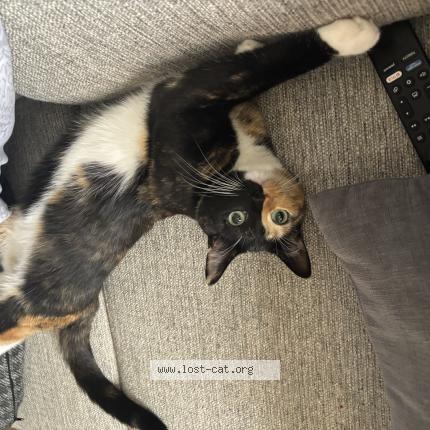 Foto 1/1 Reese Chat perdido en Laurel springs