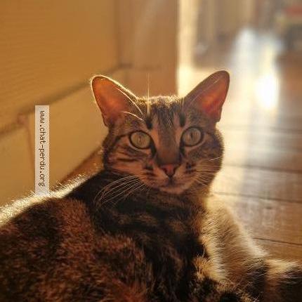 Foto 1/1 Iris Chat perdido en Saint germain en laye