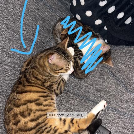 Foto 1/1 Milo Chat perdido en Clermont ferrand