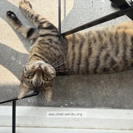 Foto 1/1 chifoumi Chat perdido en Lyon 3