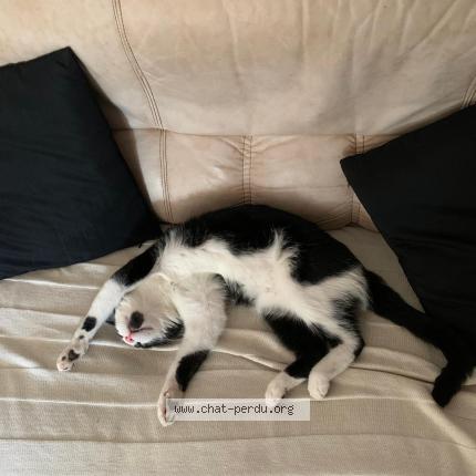 Foto 1/1 Volt Chat perdido en Glos