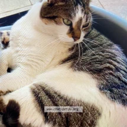 Foto 1/1 Lulu Chat perdido en Jard sur mer