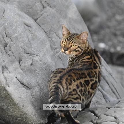 Foto 1/1 Arthur Chat perdido en L isle verte