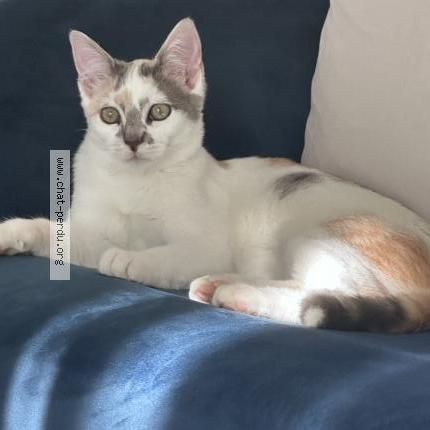 Foto 1/1 Princesse Chat perdido en Tullins