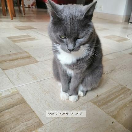 Foto 2/4 Gato encontrado Encontrado en Aunay sous crecy