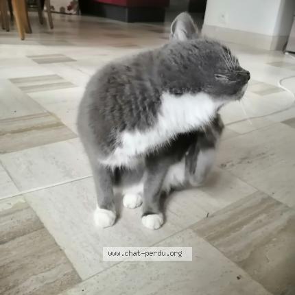 Foto 3/4 Gato encontrado Encontrado en Aunay sous crecy