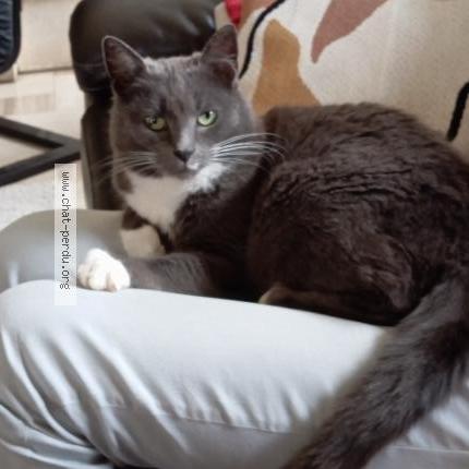 Foto 4/4 Gato encontrado Encontrado en Aunay sous crecy