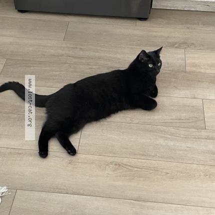 Foto 1/1 Lulu Chat perdido en Loretto