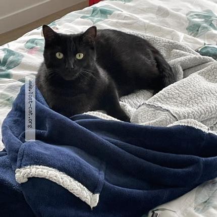 Foto 1/1 Lulu Chat perdido en Loretto