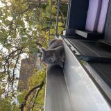 Foto del gato perdido en Hegenheim