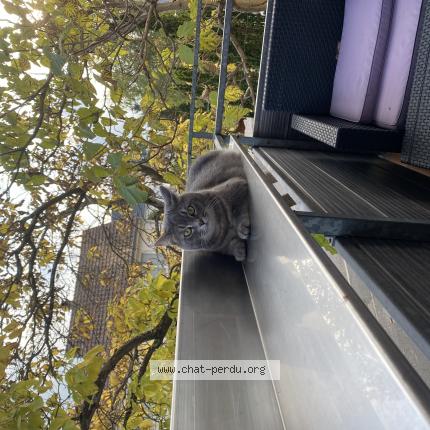 Foto 1/1 Rio Chat perdido en Hegenheim