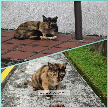 Foto 1/1 Lornie Chat perdido en Singapore