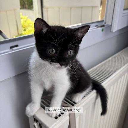 Foto 1/1 Yuna Chat perdido en Tremblay en france