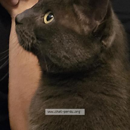 Foto 1/1 Gribouille Chat perdido en L isle d abeau