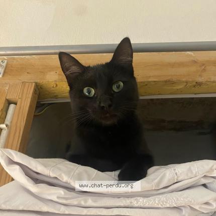 Foto 1/1 Alma Chat perdido en Loubens lauragais