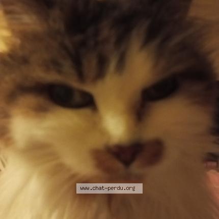 Foto 1/1 Scarlett Chat perdido en Le mans