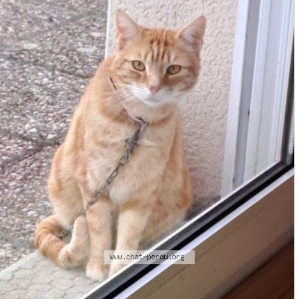 Foto 1/1 Bibi Chat perdido en Ceyssat