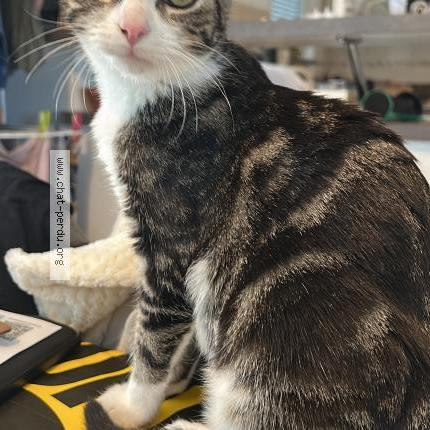 Foto 1/1 Anton Chat perdido en Geneston