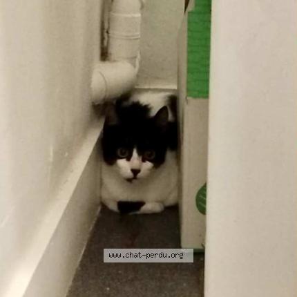 Foto 1/1 Trouillou Chat perdido en Nantes