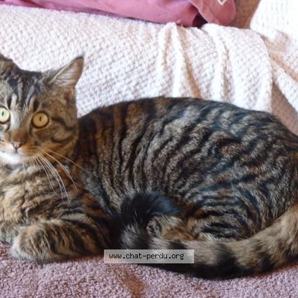 Foto 1/1 Danièle Poncet Chat perdido en Charix