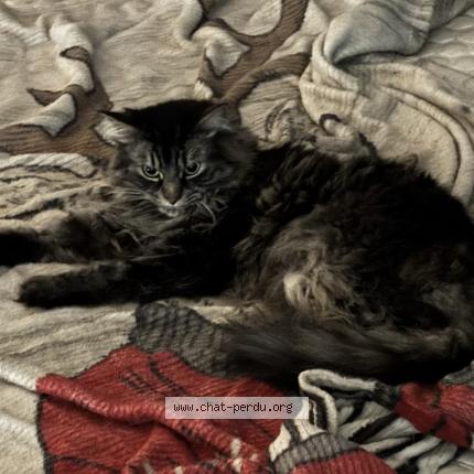 Foto 1/1 Ti gars Chat perdido en Stoneham et tewkesbury