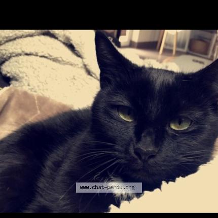 Foto 1/1 Wathson Chat perdido en Tramelan