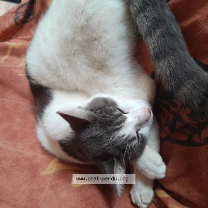 Foto 1/1 Gato encontrado Encontrado en Sainte neomaye