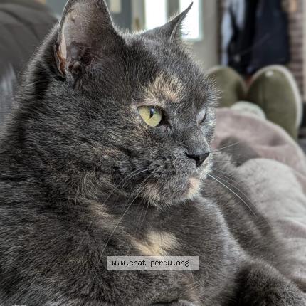 Foto 1/1 Fifille Chat perdido en Cholet