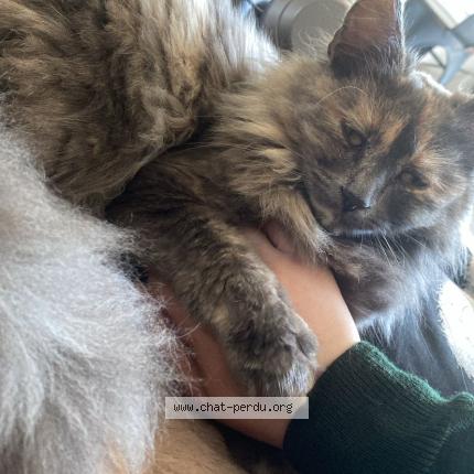 Foto 1/1 Angelique rousselle Chat perdido en Namur belgrade