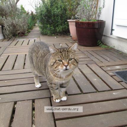 Foto 1/1 Gato encontrado Perdido en Villetrun