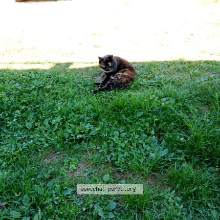 Foto 1/1 Pomponnette Chat perdido en Cheveuges