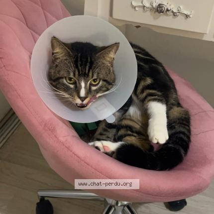 Foto 1/1 Prada Chat perdido en Montevrain