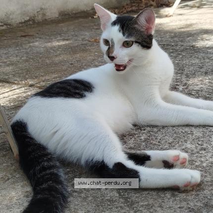 Foto 1/1 Petit zé Chat perdido en Marseille