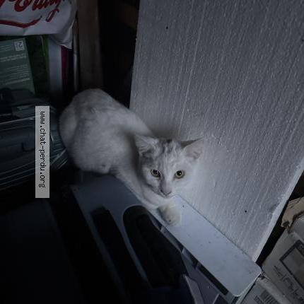 Foto 1/1 Gato encontrado Encontrado en Agen