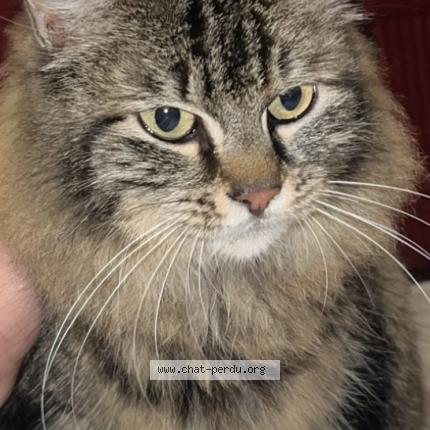 Foto 1/1 Gato encontrado Encontrado en Mulhouse