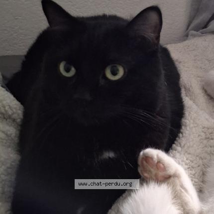 Foto 1/1 Pandore Chat perdido en Sierre