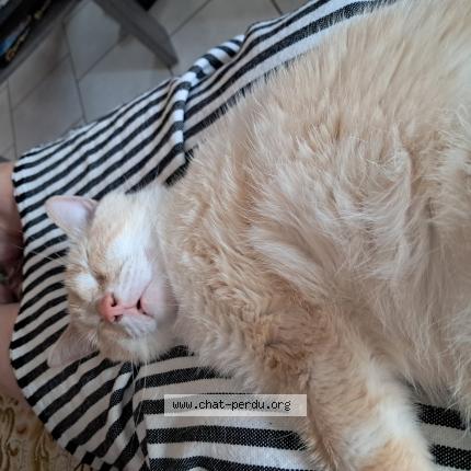 Foto 1/1 Romeo Chat perdido en St esteve