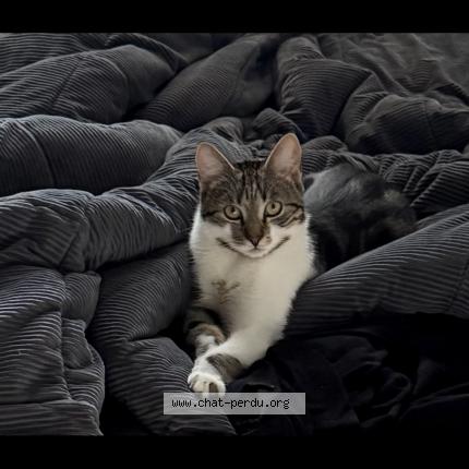 Foto 1/1 Tiya Chat perdido en Mulhouse