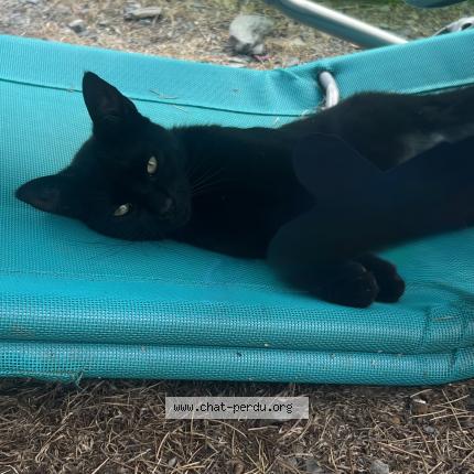 Foto 1/1 Chauve-souris Chat perdido en Saint sulpice des landes