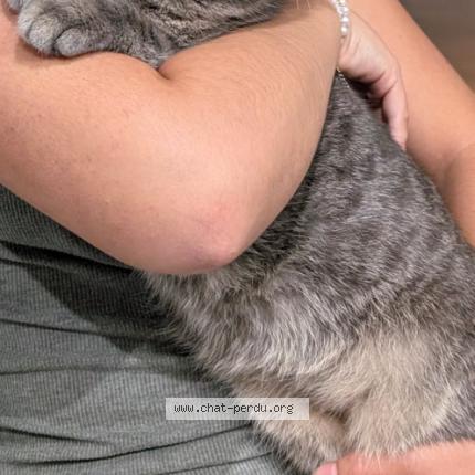 Foto 1/1 Simba Chat perdido en Villeneuve les avignon