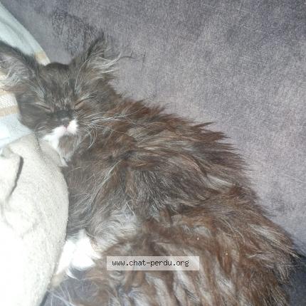 Foto 1/1 Athèna Chat perdido en Herouville saint clair