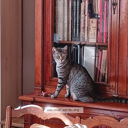 Foto 1/1 Chiara Chat perdido en Wasquehal