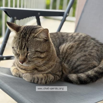 Foto 1/1 Kovou Chat perdido en Blagnac