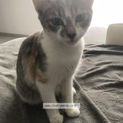 Foto 1/1 AVADA Chat perdido en Donges