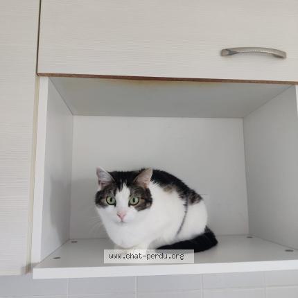 Foto 1/1 Minette Chat perdido en Peyrehorade