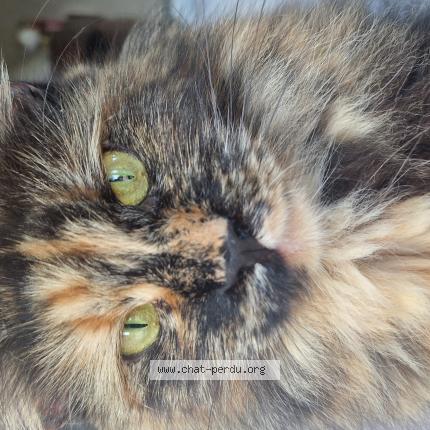 Foto 1/1 Ulyne Chat perdido en Wanchy capval