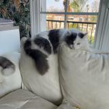 Foto del gato perdido en Narrosse